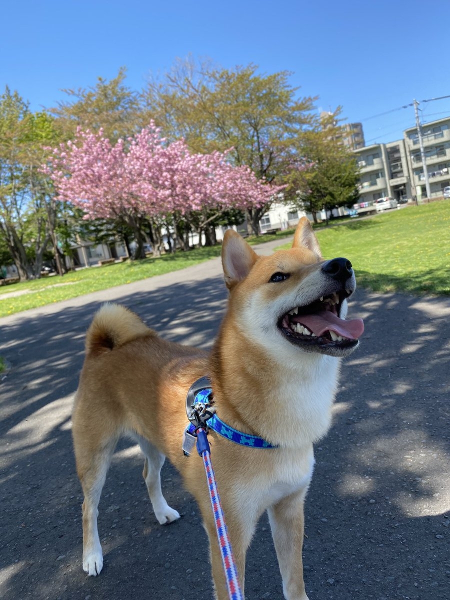 奴才:沒關係,下次再接再厲