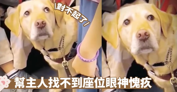 導盲犬帶主人搭車找不到座位 一臉自責看著主人：對不起了 網民：不是你的錯！