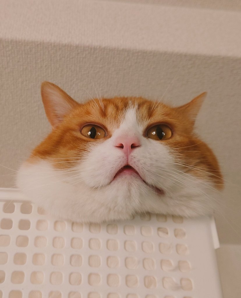 奴才：就愛你胖嘟嘟的樣子啦