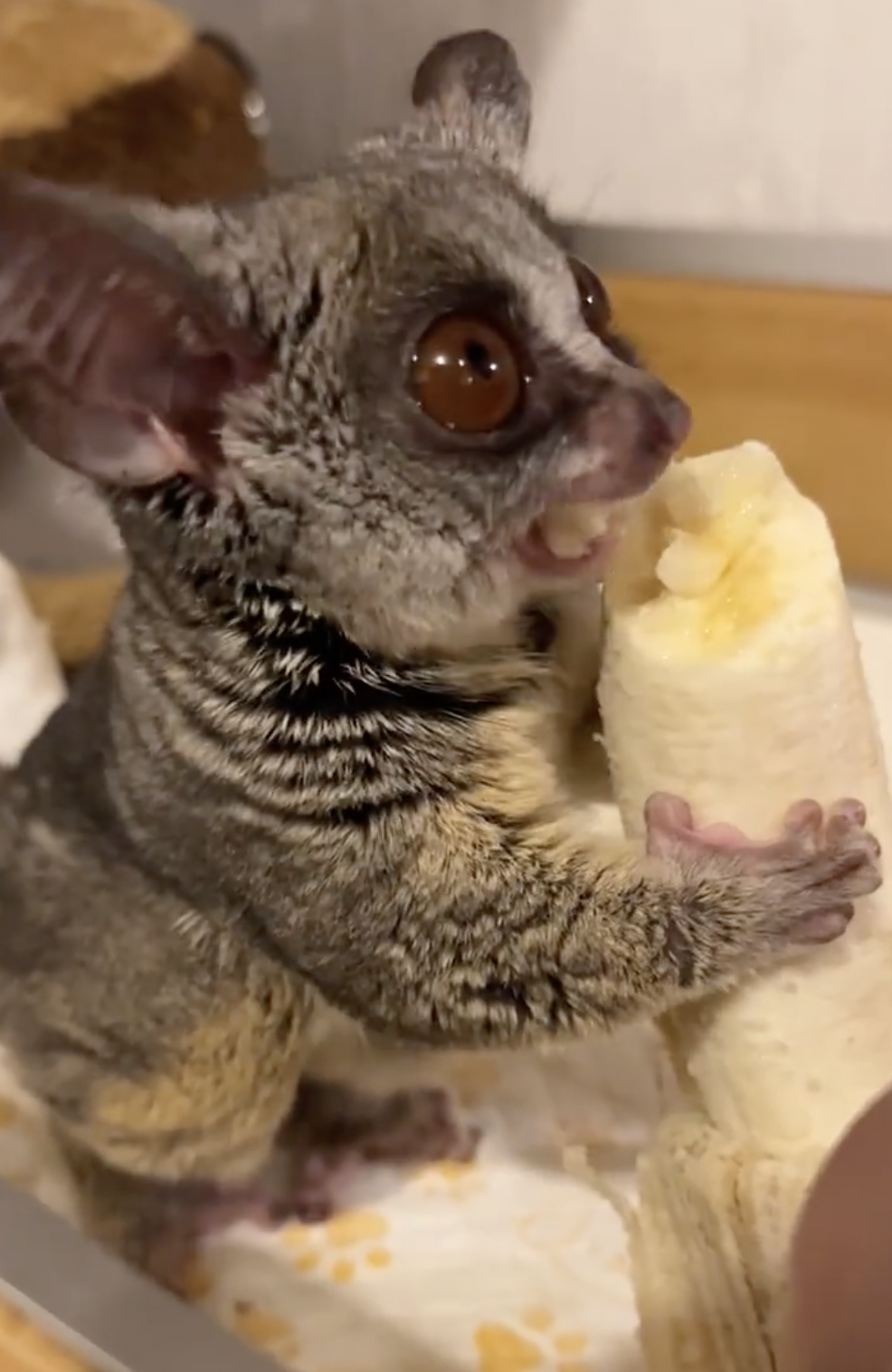 奴才：別吃撐了就好