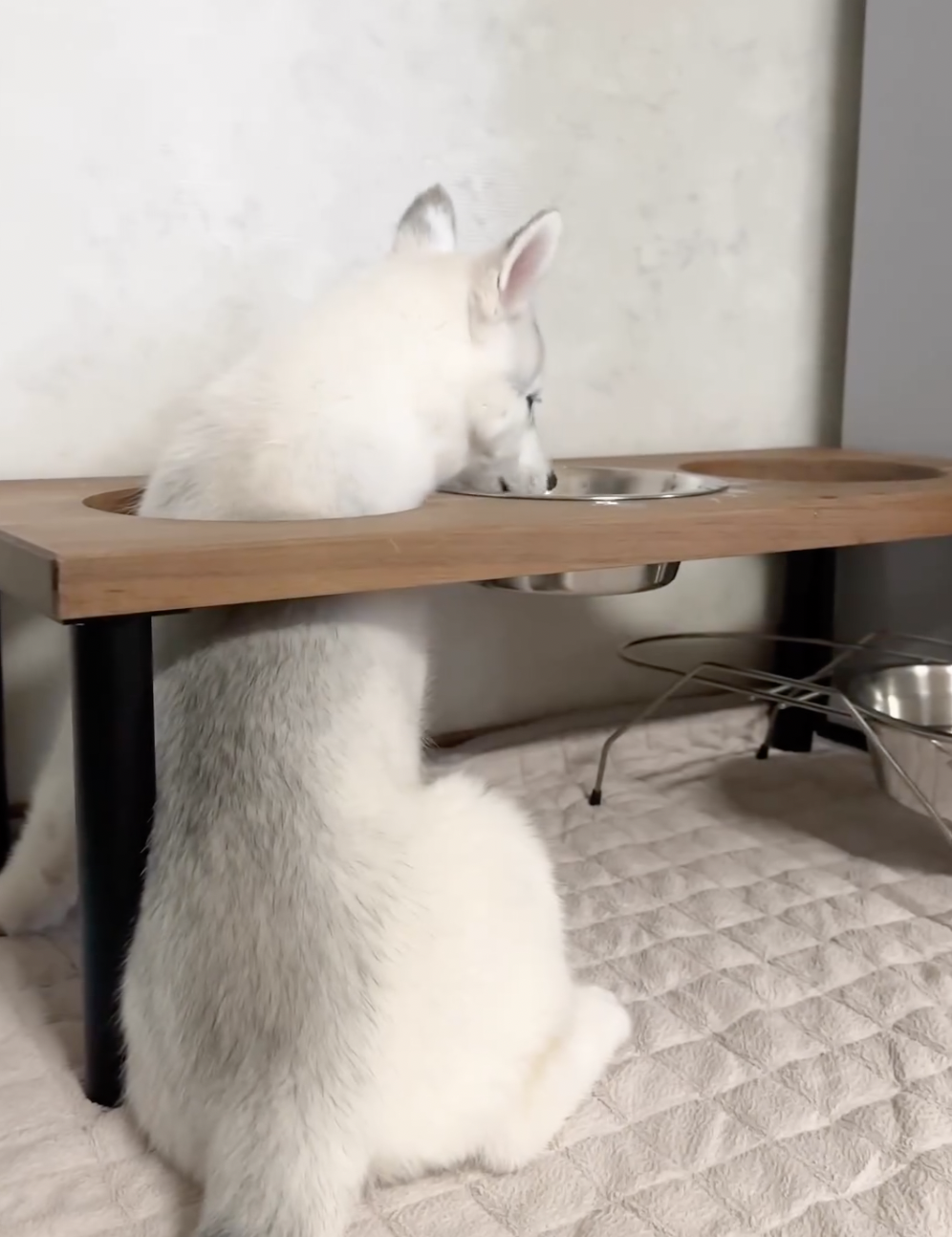 奴才：你似乎只想喝水啊