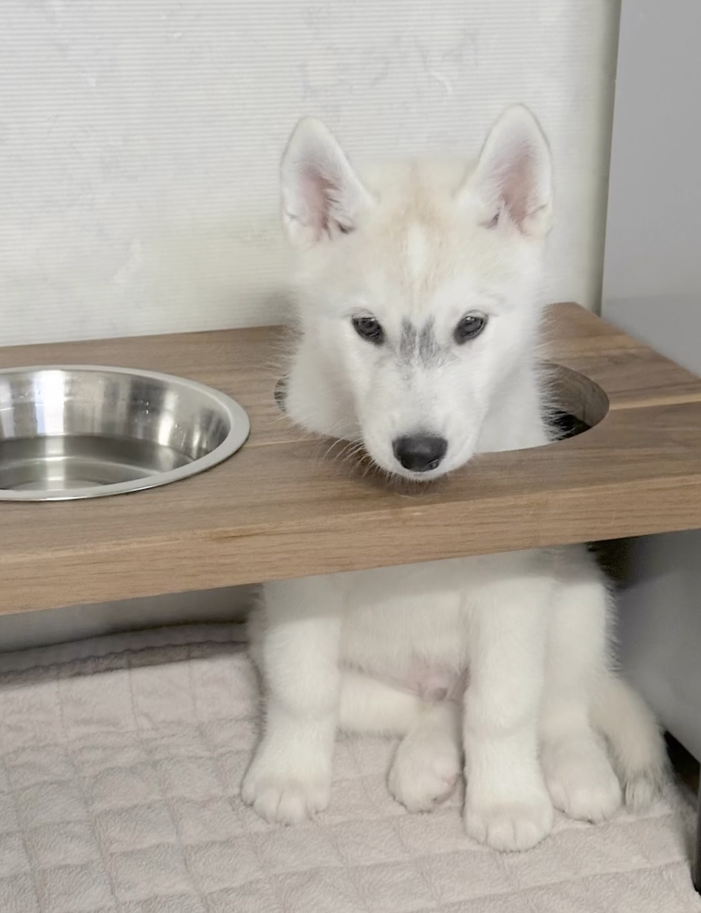 奴才：那你是不想吃喔