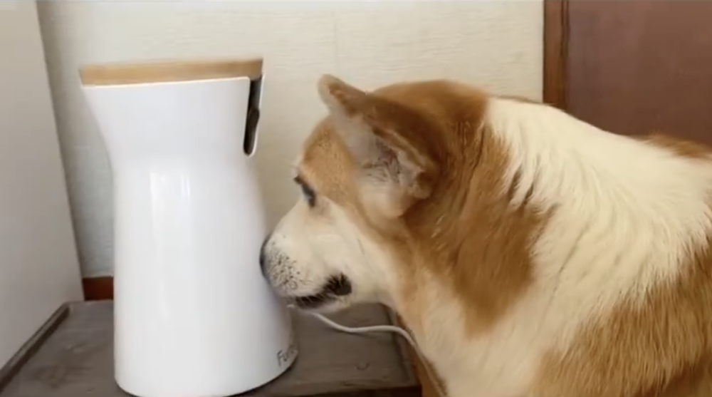 奴才：這樣零食也不會出來啦