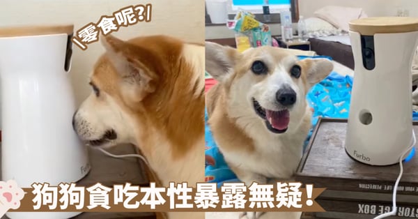 吃貨就是任何時候都在覓食得路上啦!狗狗等待零食投餵做出的舉動萌化奴才了~