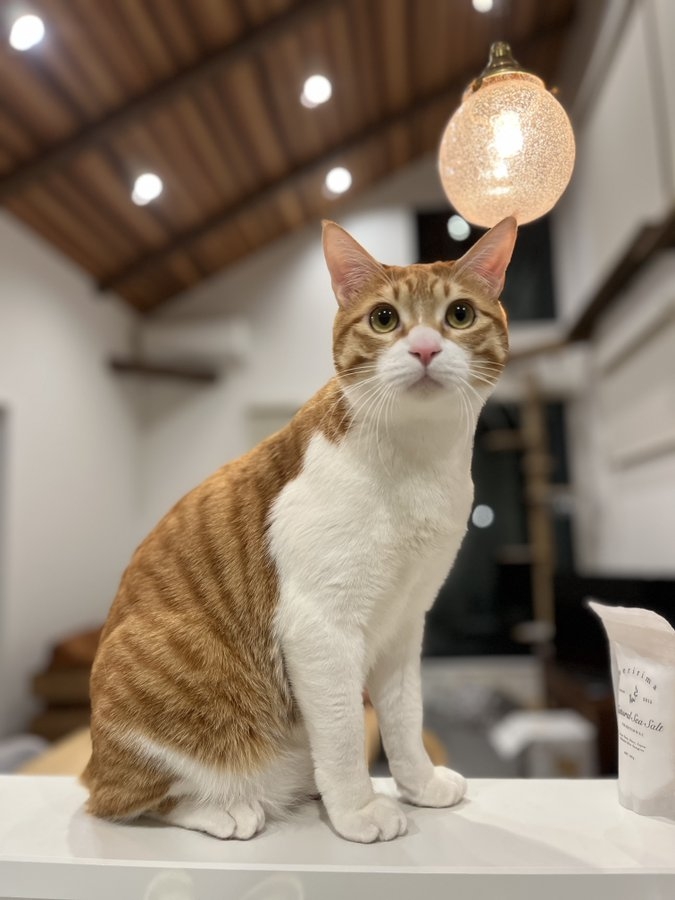 奴才：好吧～我承認