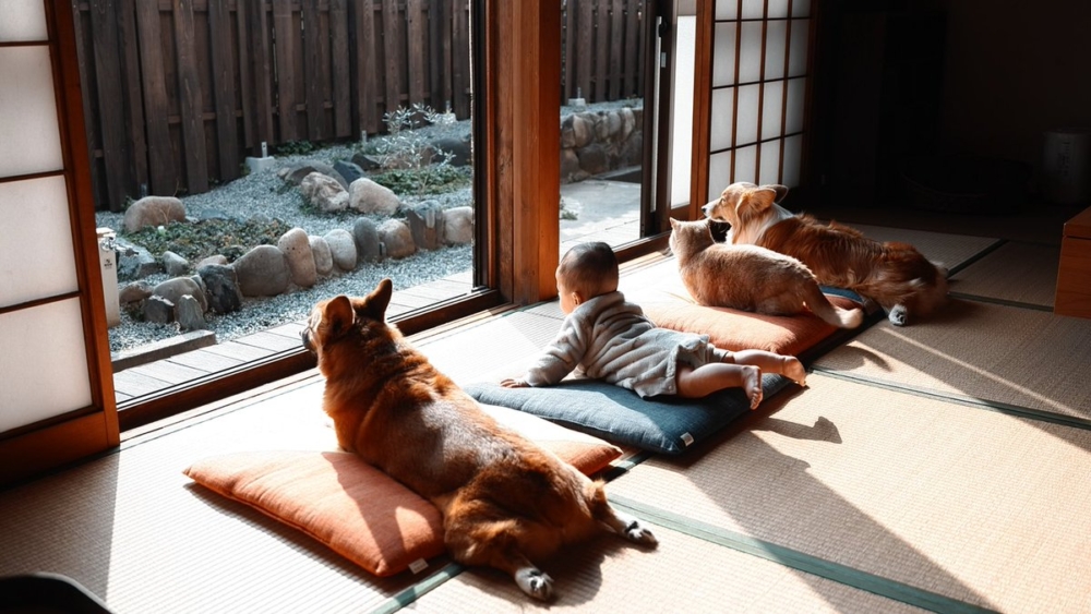 奴才：不好意思啦