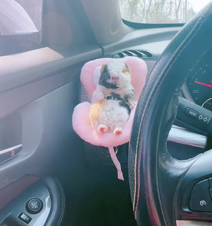 奴才：全新的體驗啊