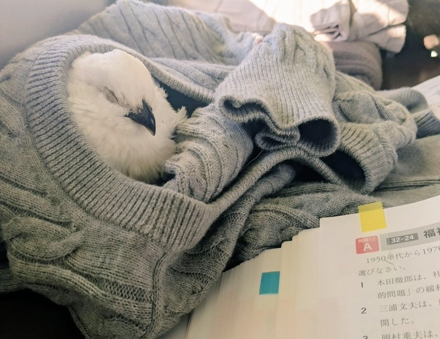 奴才：說得有點道理