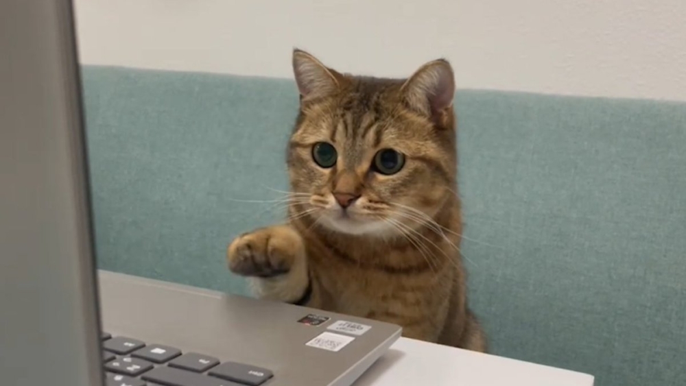 奴才：才不是啦