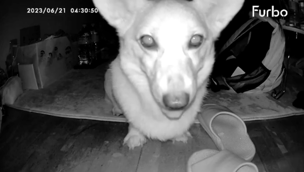 奴才：你猜猜看啊