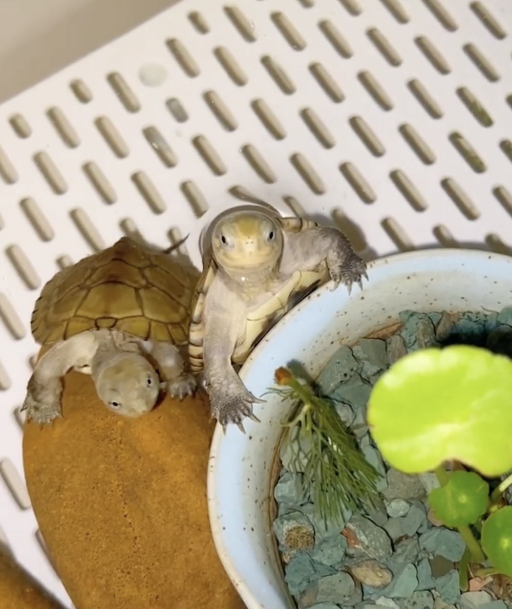 奴才：滿腦子都只有吃的嗎