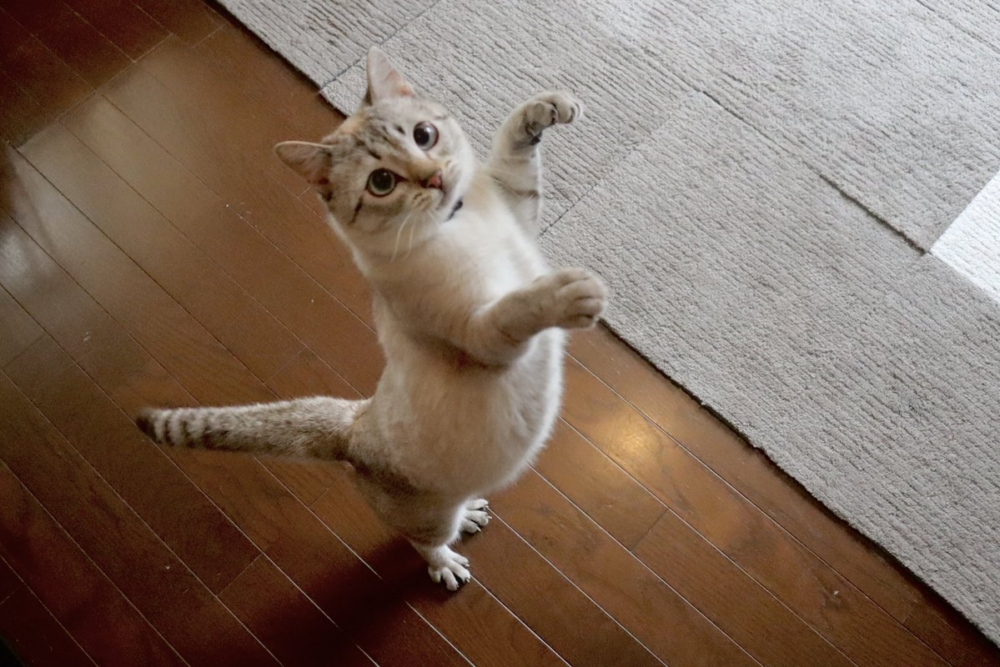 奴才：我也很幸運能遇見你