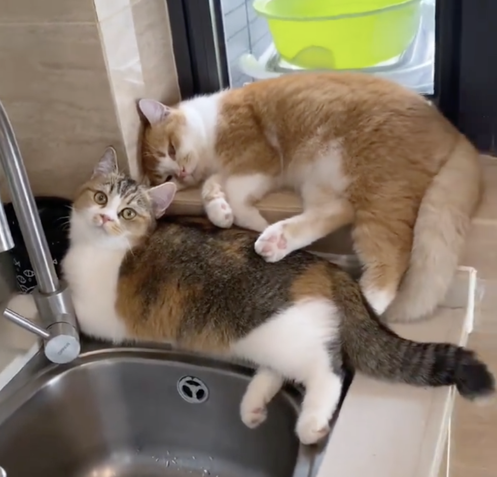 奴才：你說的都對