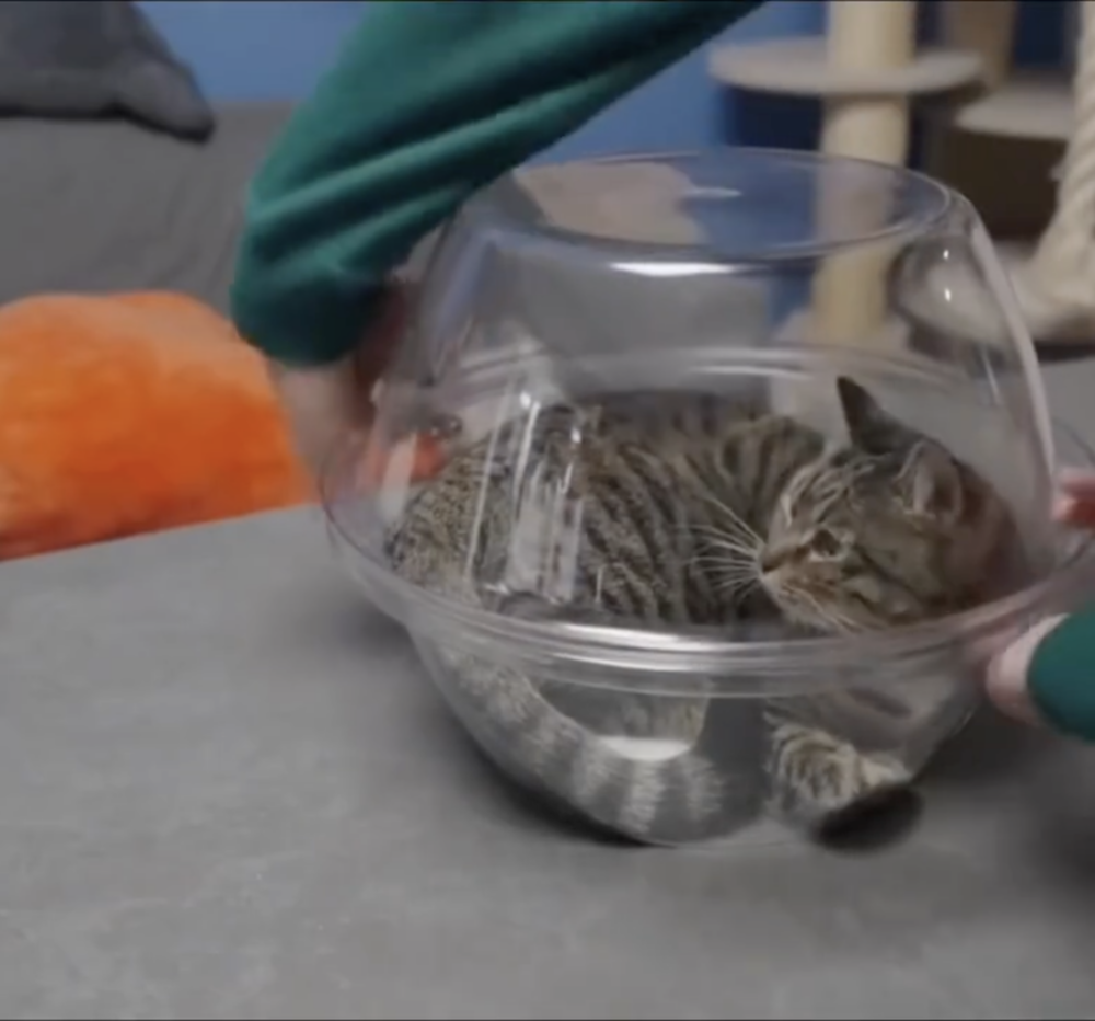 奴才：簡直太棒了