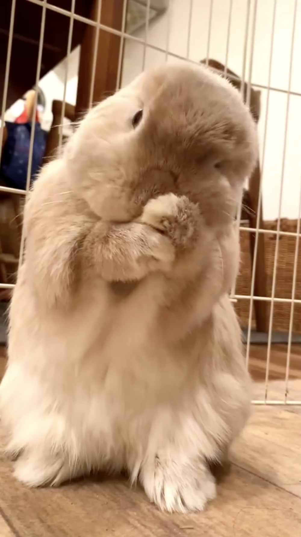 奴才：大耳朵不容易清潔啊