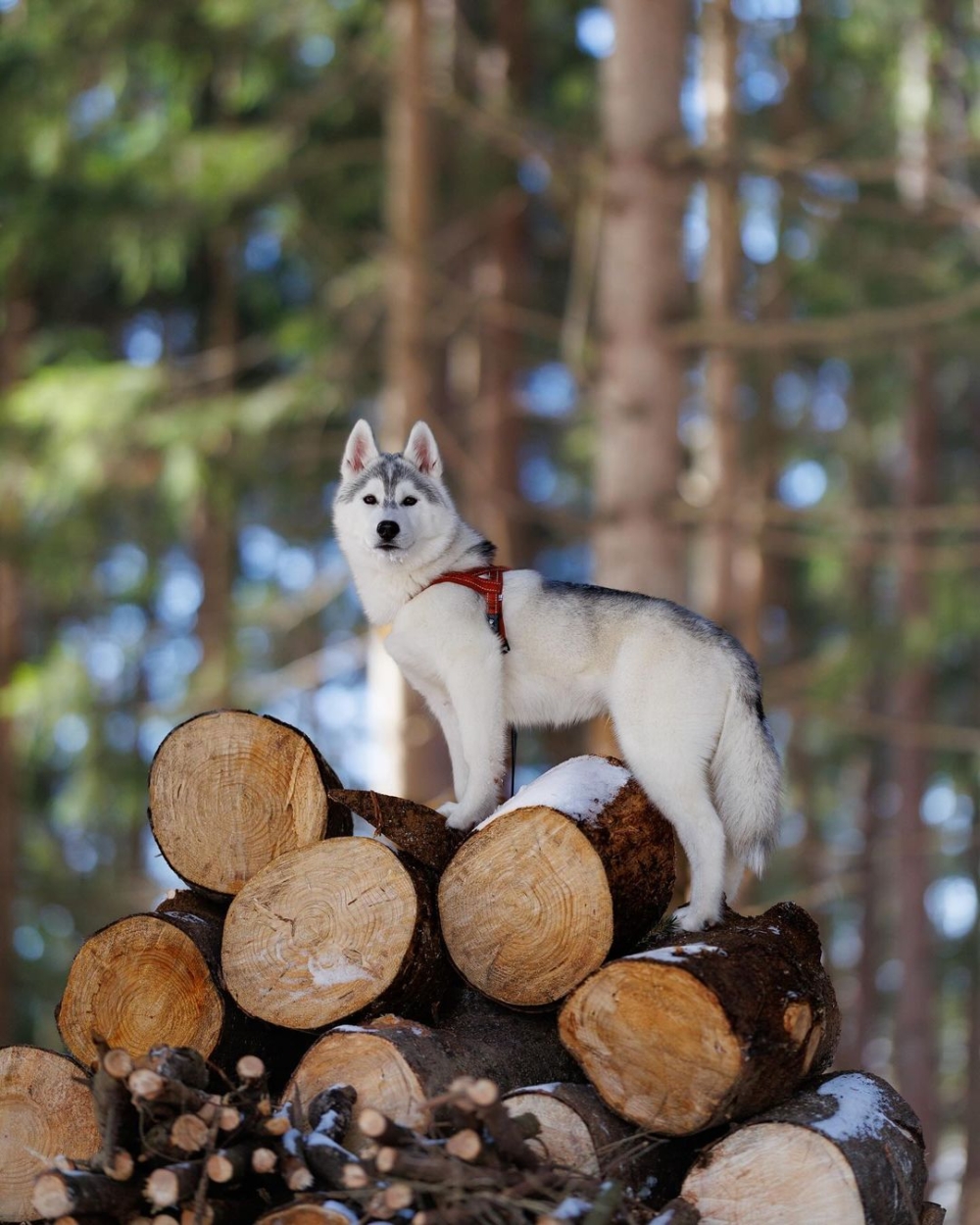 奴才：那你就讓開一下囉