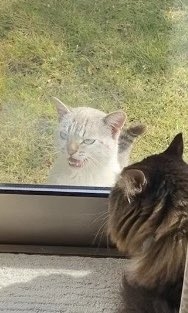 奴才：以後不會再出現這樣的情況了