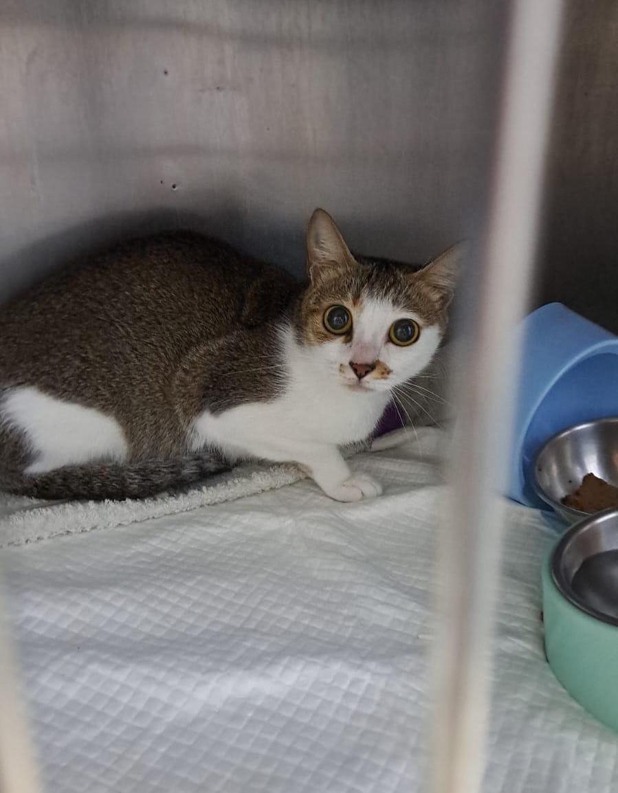 因誤食百合花送醫的貓咪