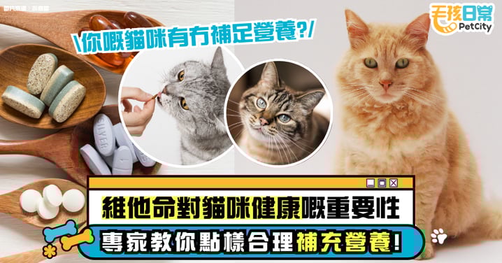 維他命對貓咪健康的重要性:專家教你如何合理補充維生素 預防常見健康問題!