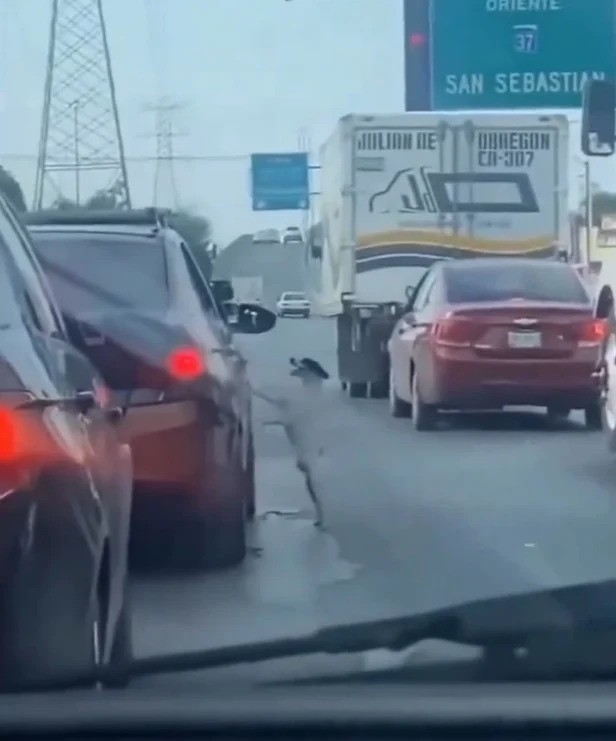 一隻寵物狗在高速公路上被主人無情拋棄。