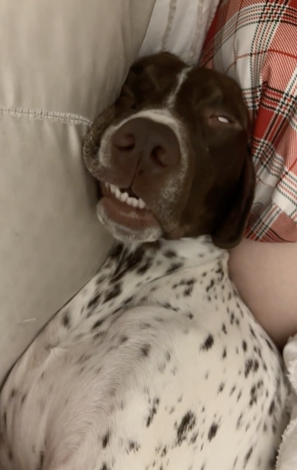 奴才：沒事沒事