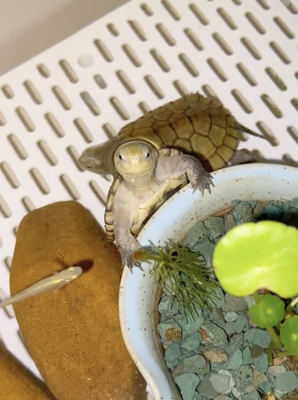 奴才：說得是沒錯