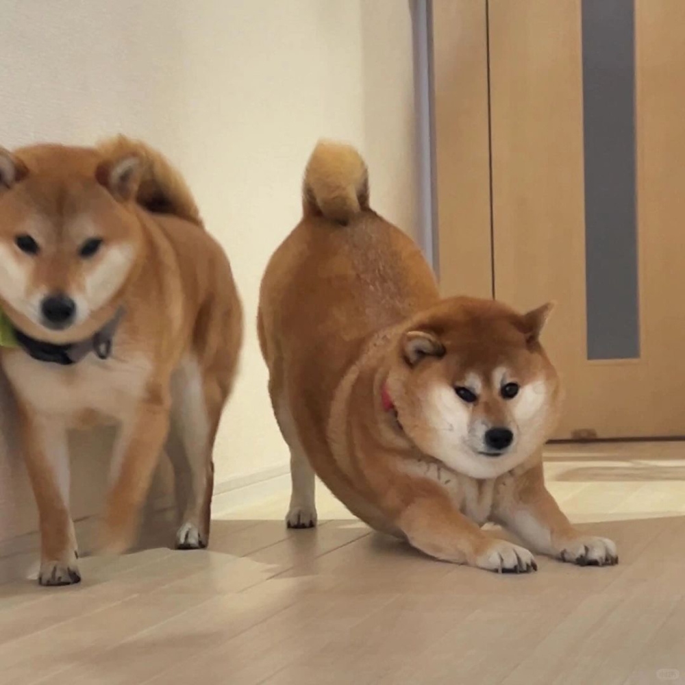 奴才：問問也不行喔