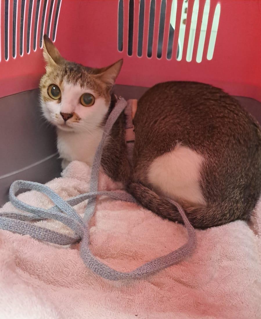 因誤食百合花送醫的貓咪