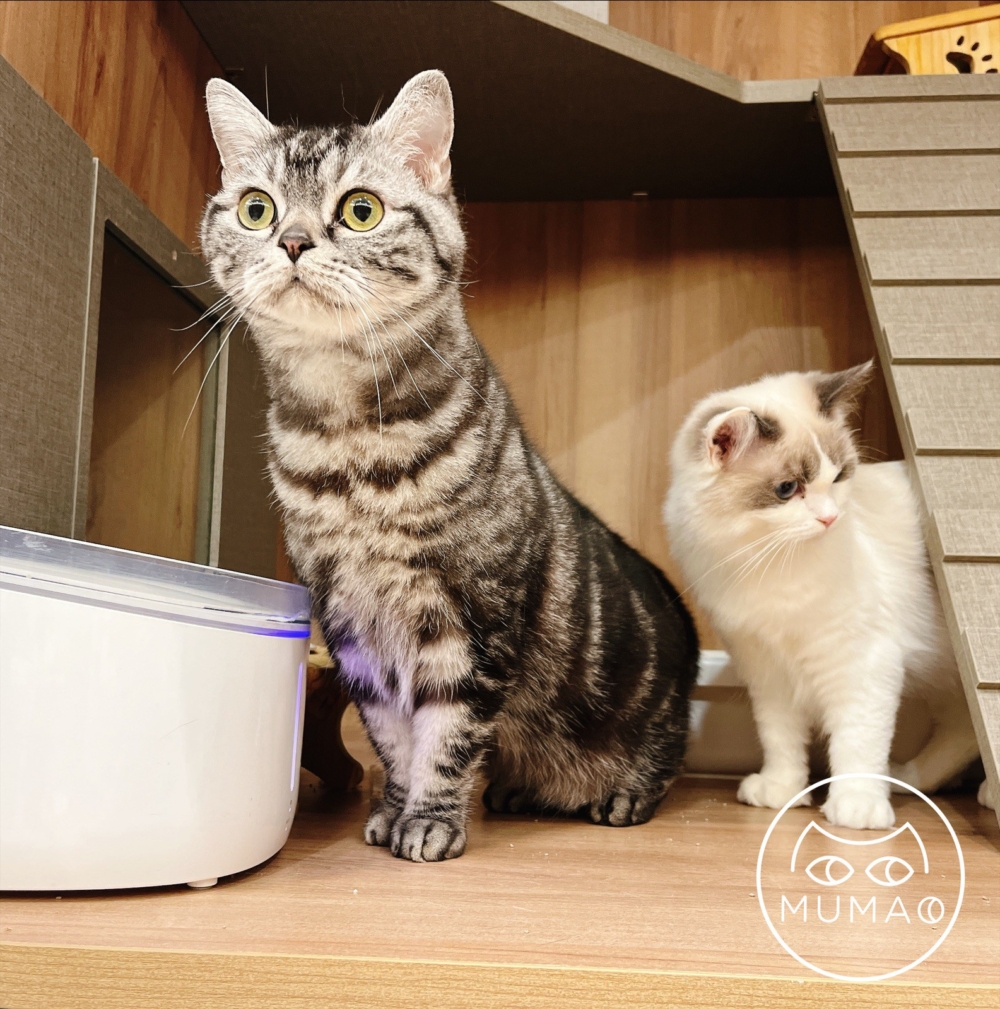 貓咪住宿環境。