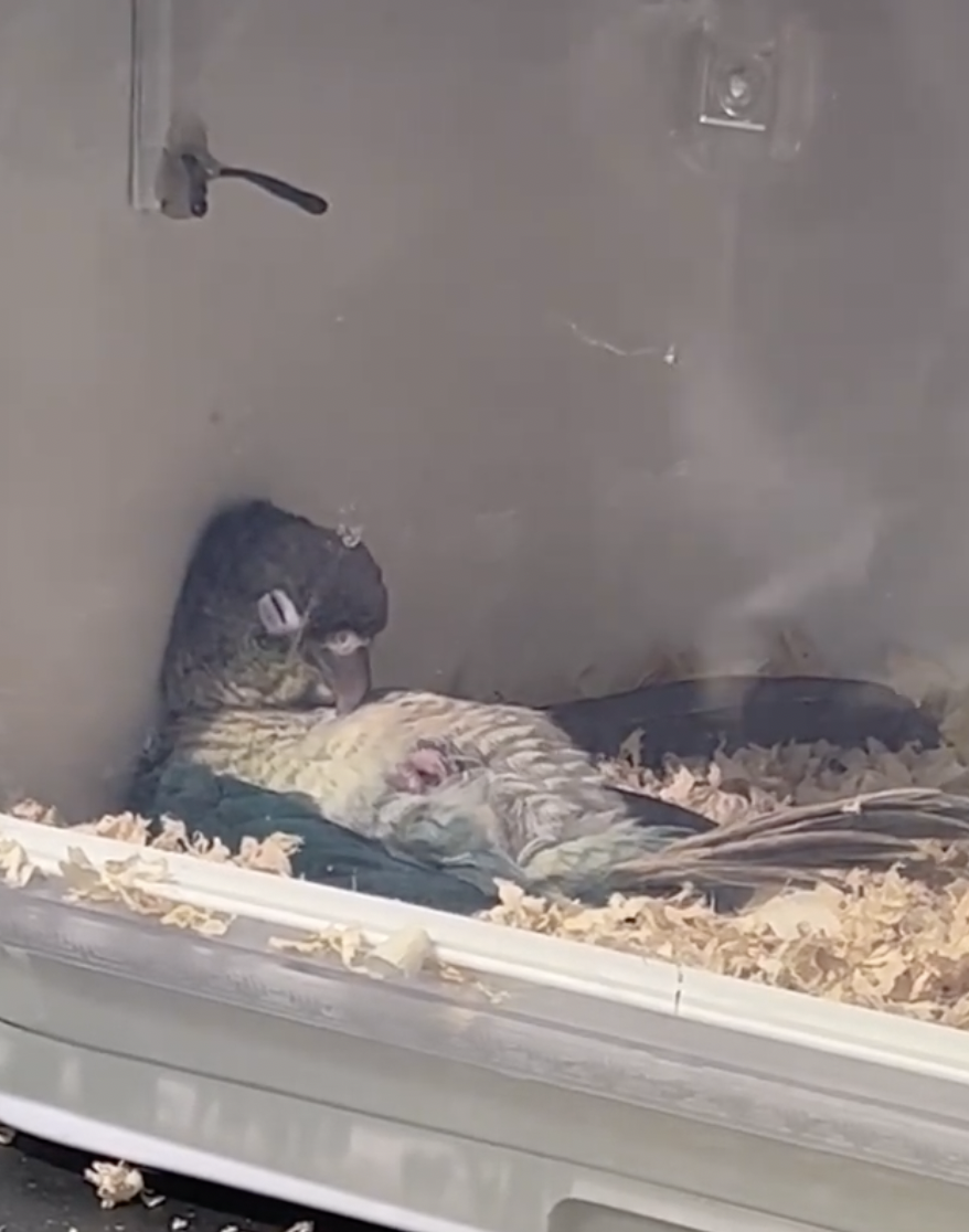 奴才：那我安靜一點囉...