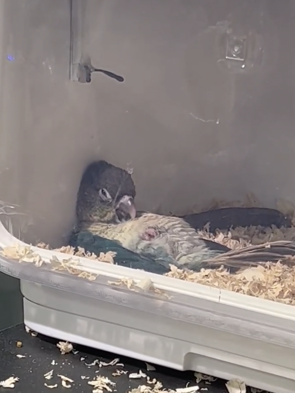 奴才：看上去心情不太好捏