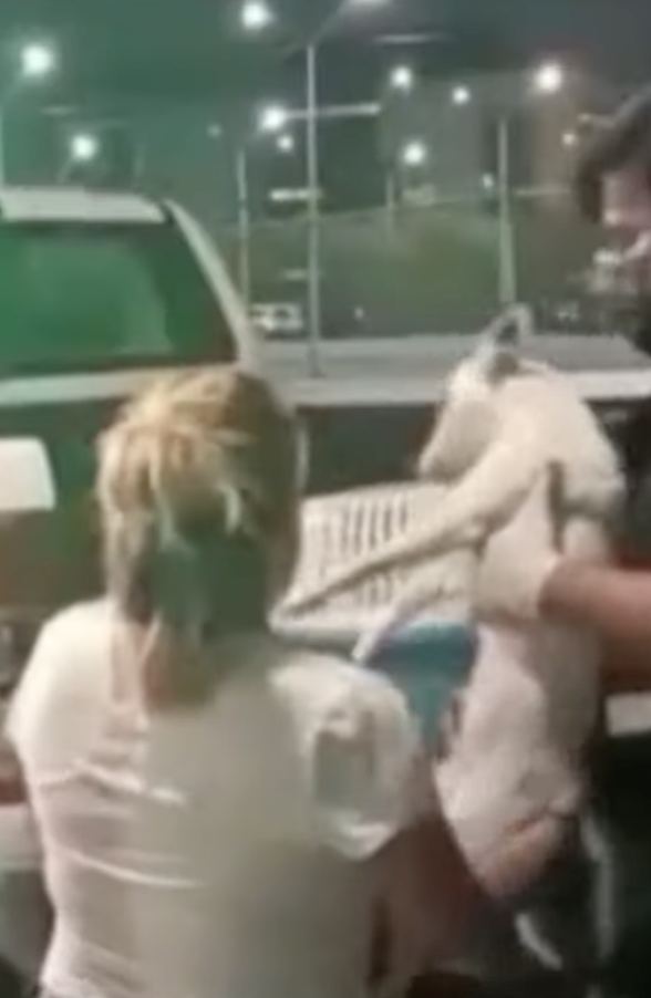 狗狗已被當地的動物救援組織救回。