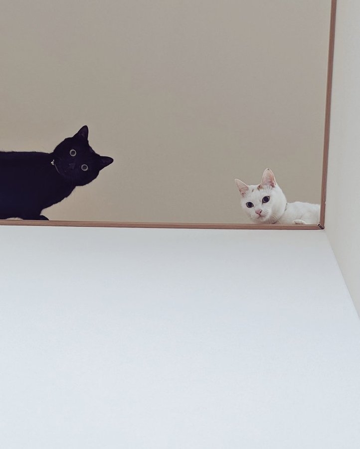 奴才:還不願意承認自己膽小