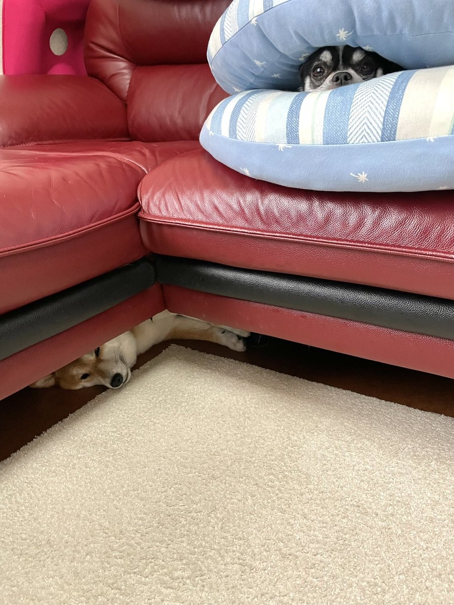 奴才：這個你說了不算