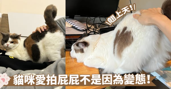 焦點話題!貓咪的小秘密:為何喜歡被拍屁屁?聽我告訴你~