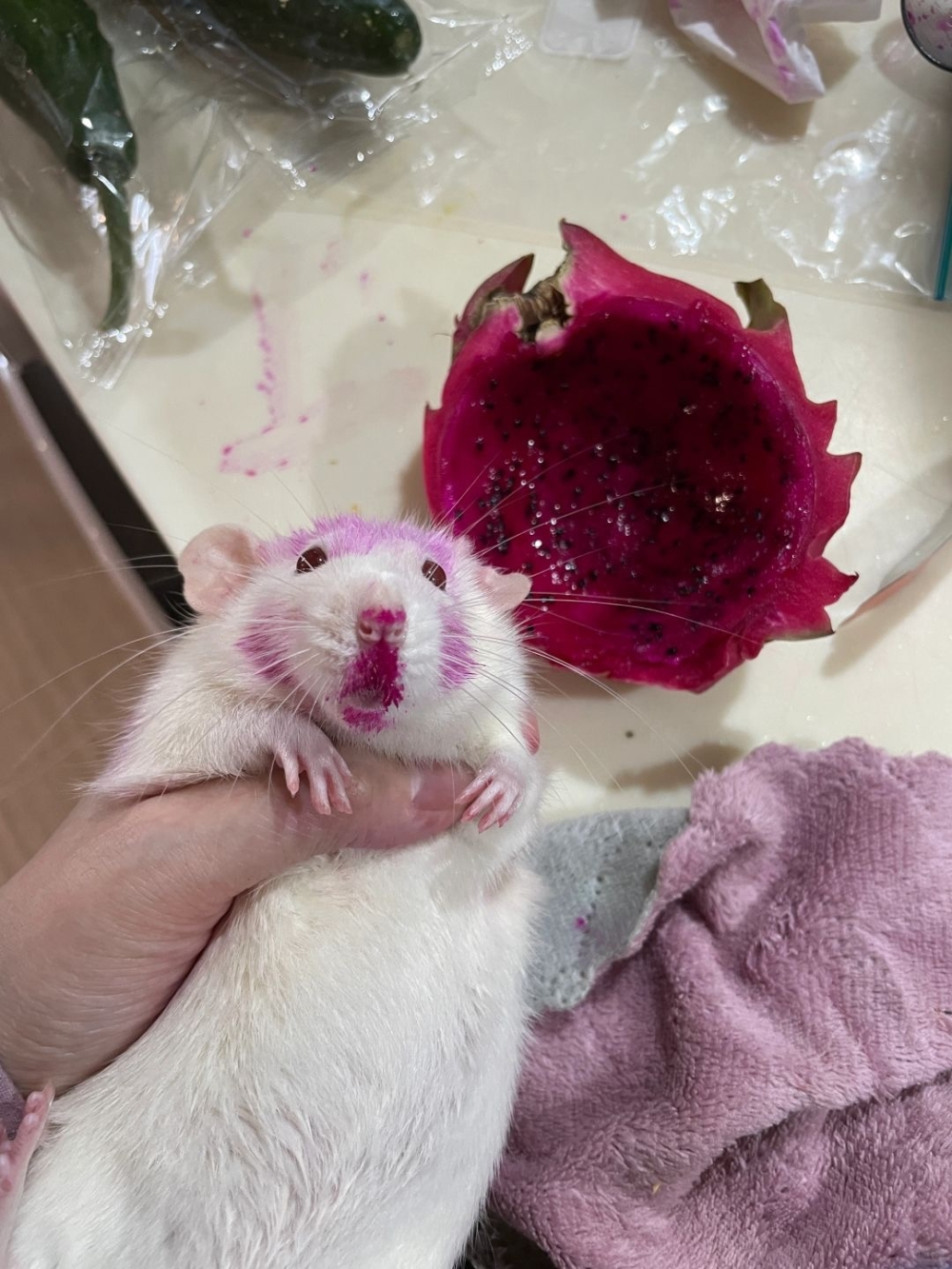 奴才：你太明顯了吧