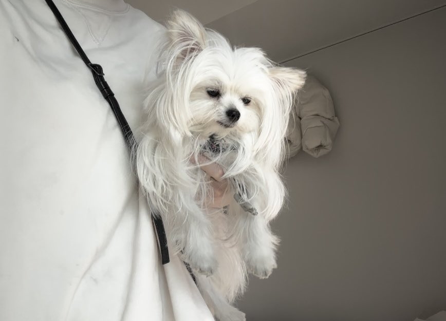 奴才：一起玩耍吧～