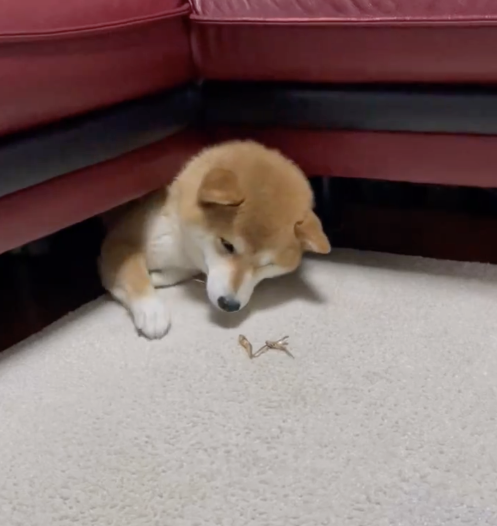 奴才：但是你會不健康