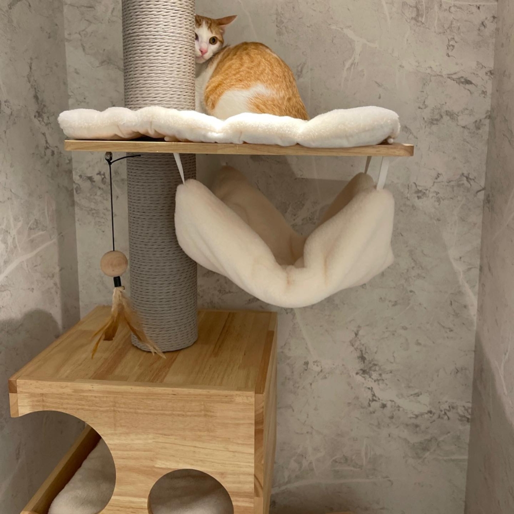 貓咪專屬獨立超大挑高空間透明玻璃屋。