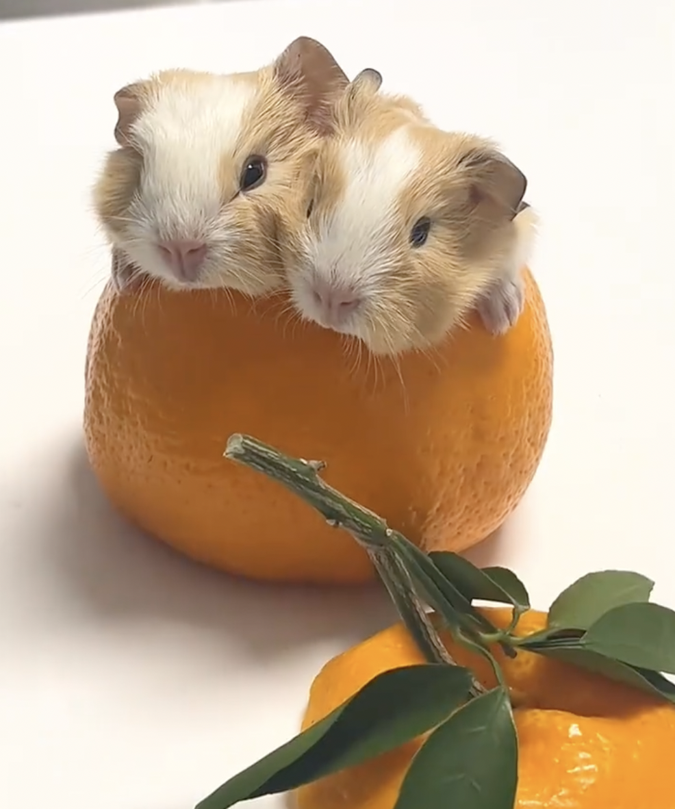 奴才：沒問題，絕對滿足你啦～