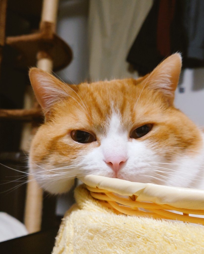 奴才：抱起來手感更好喔