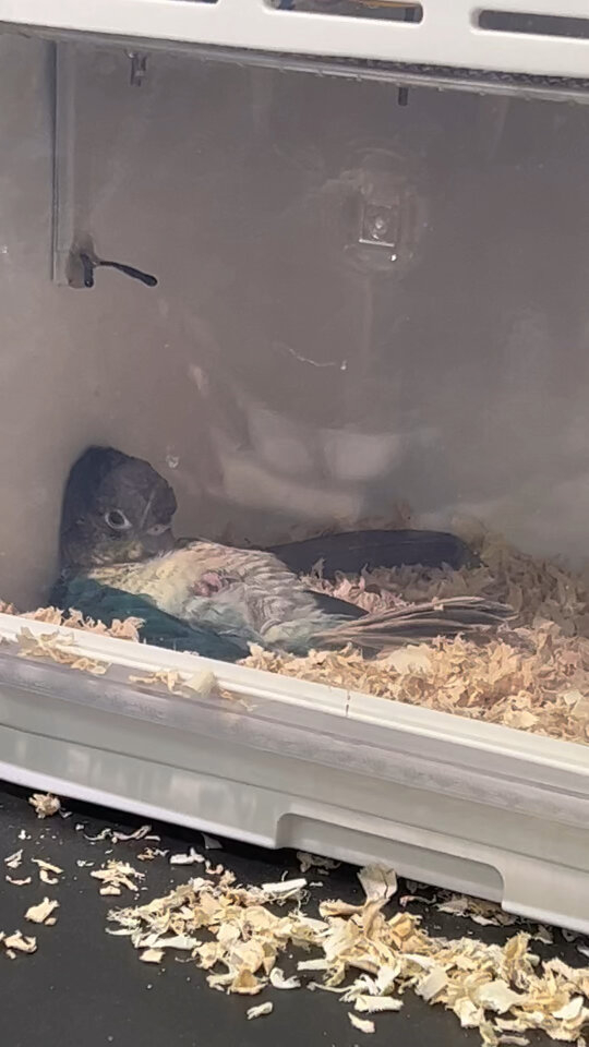 奴才：你沒電了喔