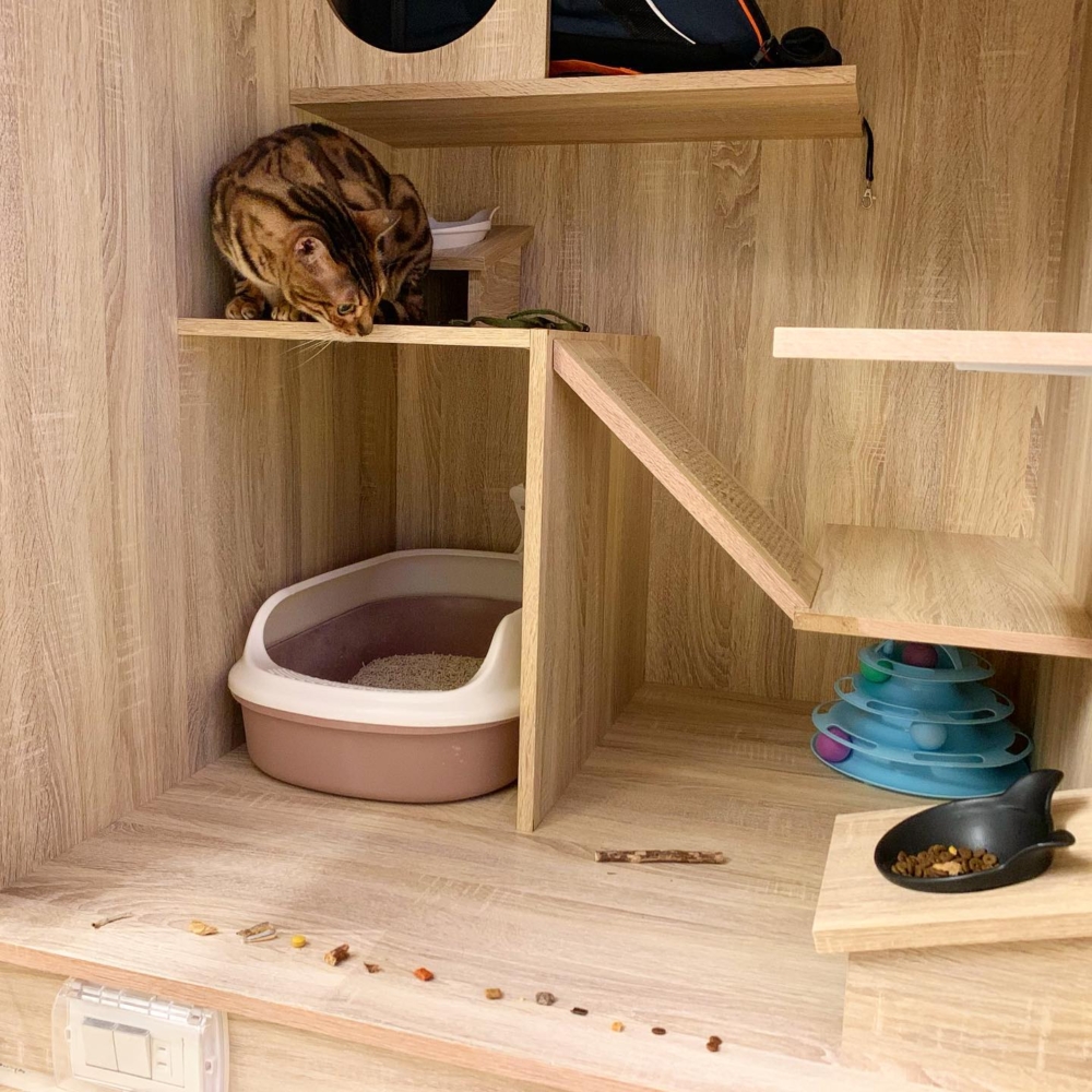 貓房環境舒適。