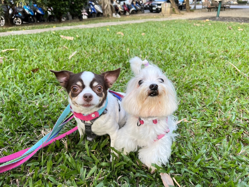 帶狗狗放風，親近大自然。