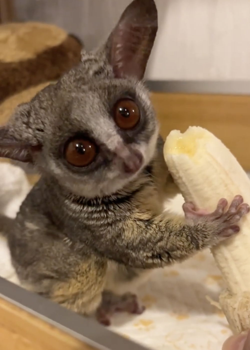 奴才：那麼厲害啊