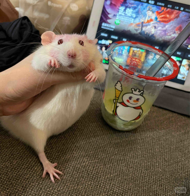 奴才：但不可以吃過量啦