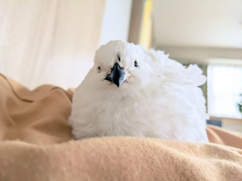 奴才：好好好，都聽你的