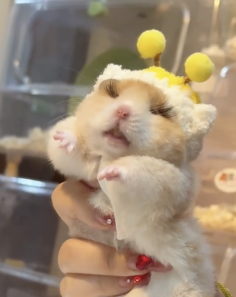 奴才：那是因為你沒看清楚啦