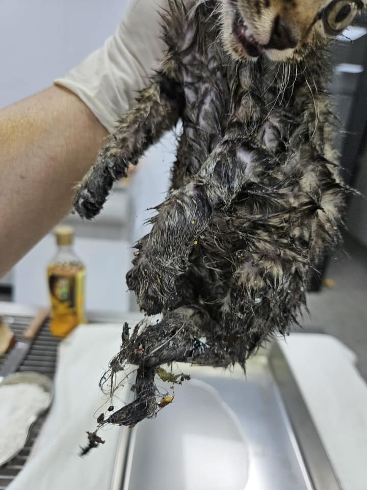 幼貓兩隻後腳都被膠水黐到分不開,要慢慢剪開毛將兩腳分開。
