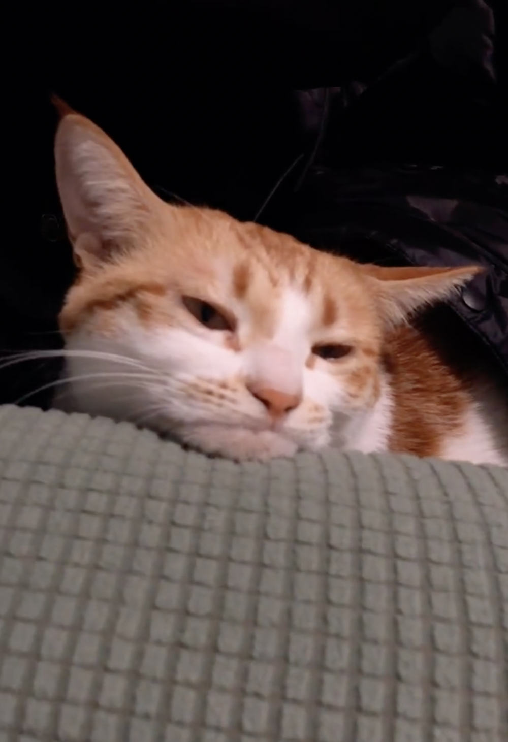 奴才：我趕快完成就一起去睡覺